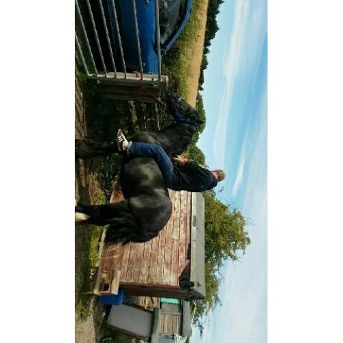 black cob mare