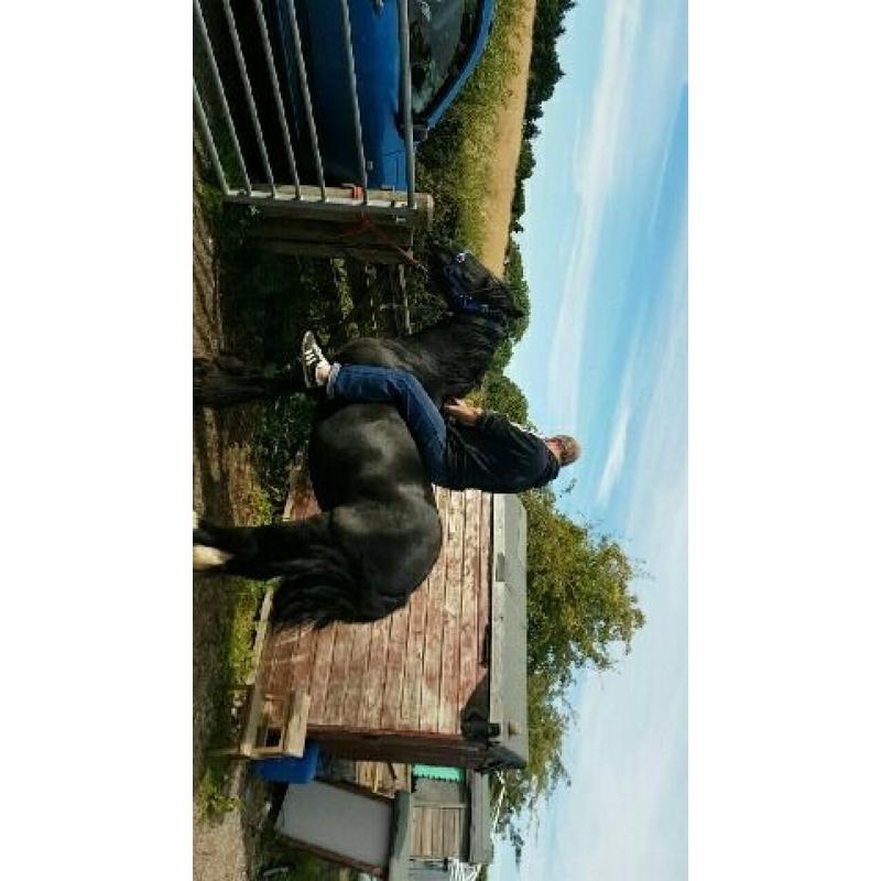 black cob mare