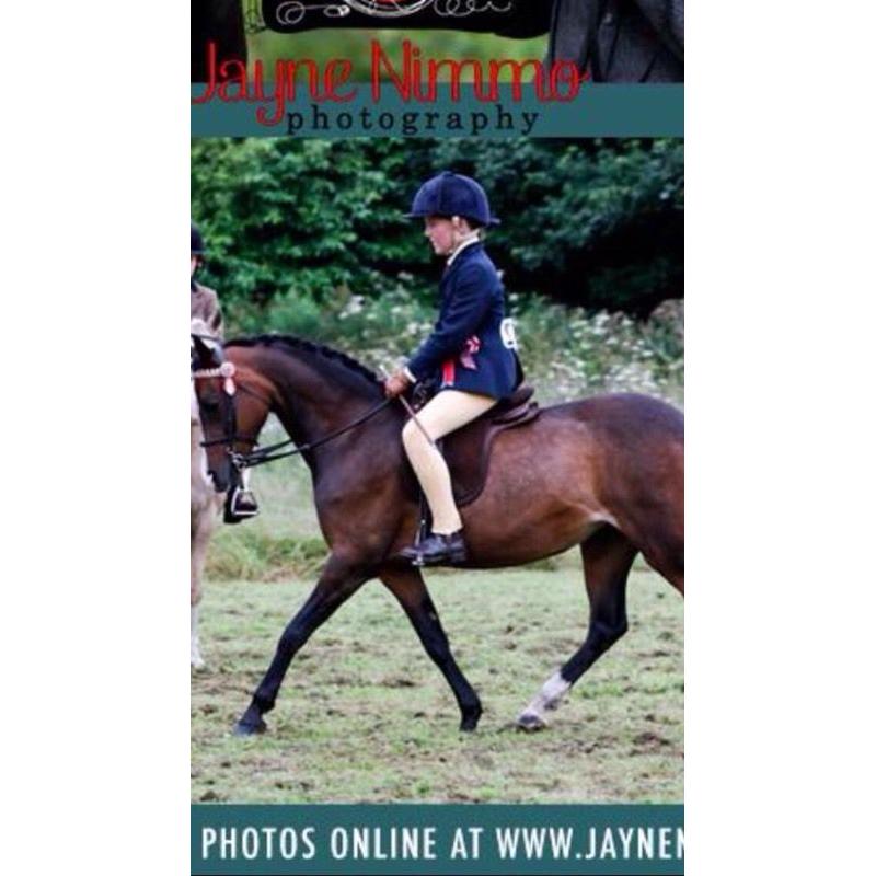 Sec b mare for sale