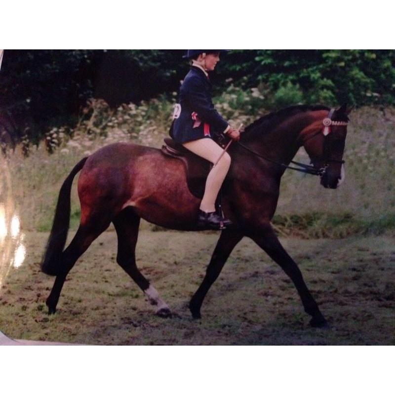 Sec b mare for sale