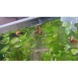 Ramshorn snails for sale