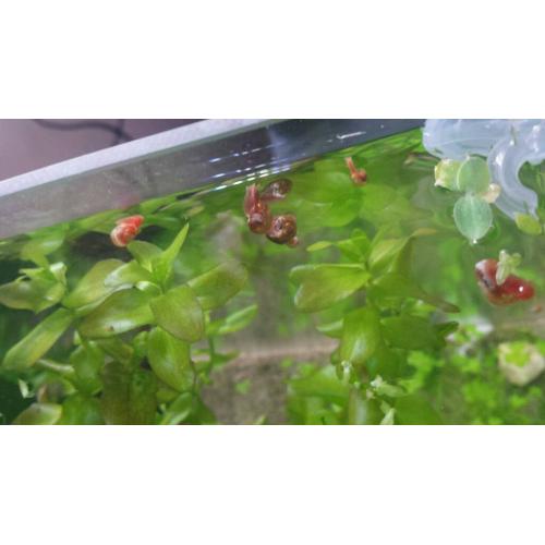 Ramshorn snails for sale