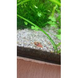 Ramshorn snails for sale