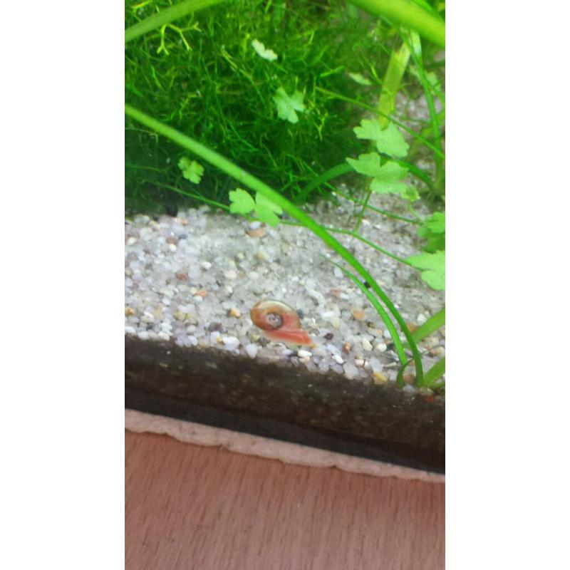 Ramshorn snails for sale