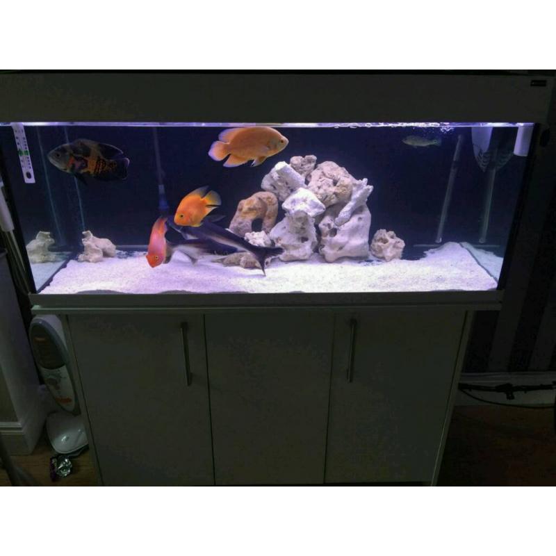 Aqua one 245l aquarium
