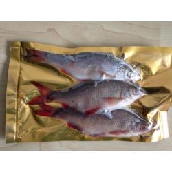 Fishing BAIT