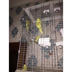 Cages