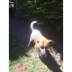Jack Russell