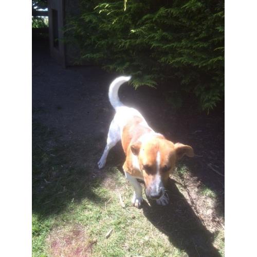 Jack Russell