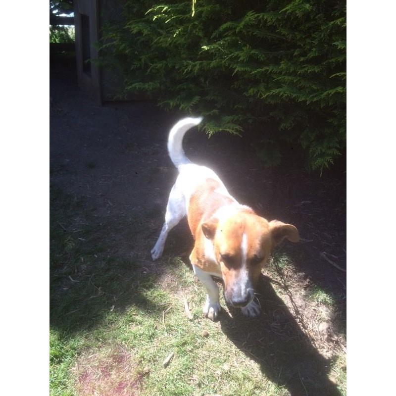 Jack Russell