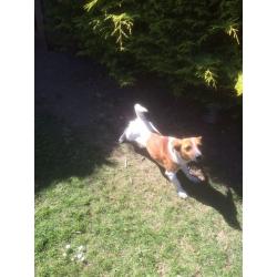 Jack Russell