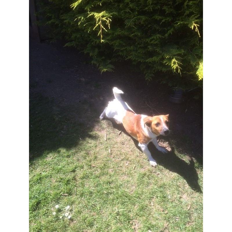 Jack Russell