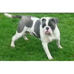 Olde English bulldog