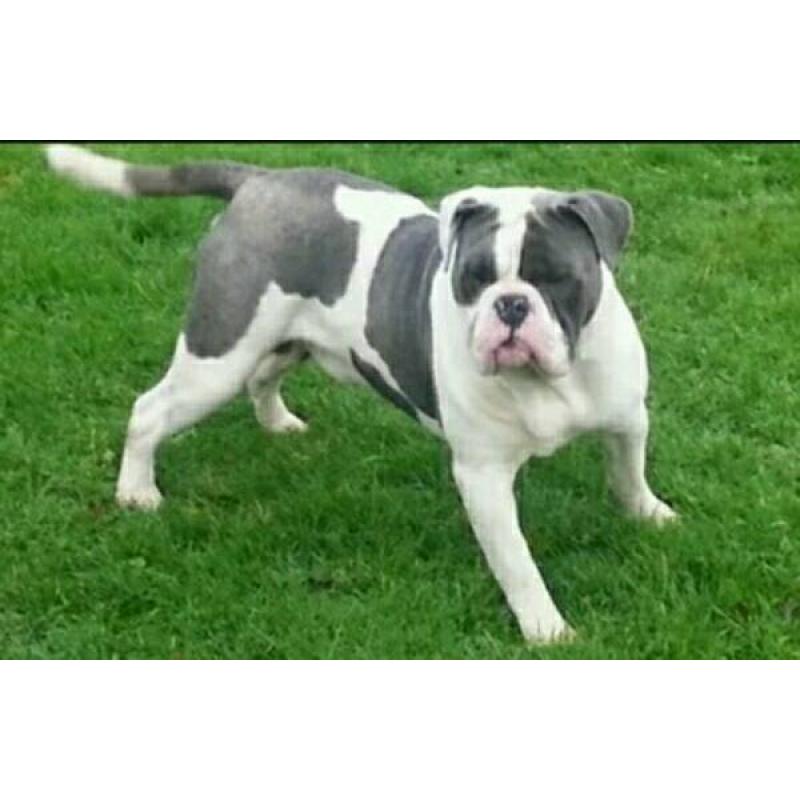 Olde English bulldog