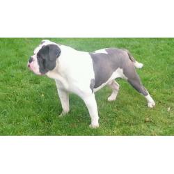 Olde English bulldog
