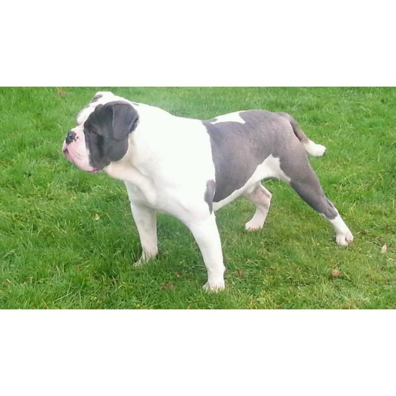 Olde English bulldog