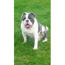 Olde English bulldog