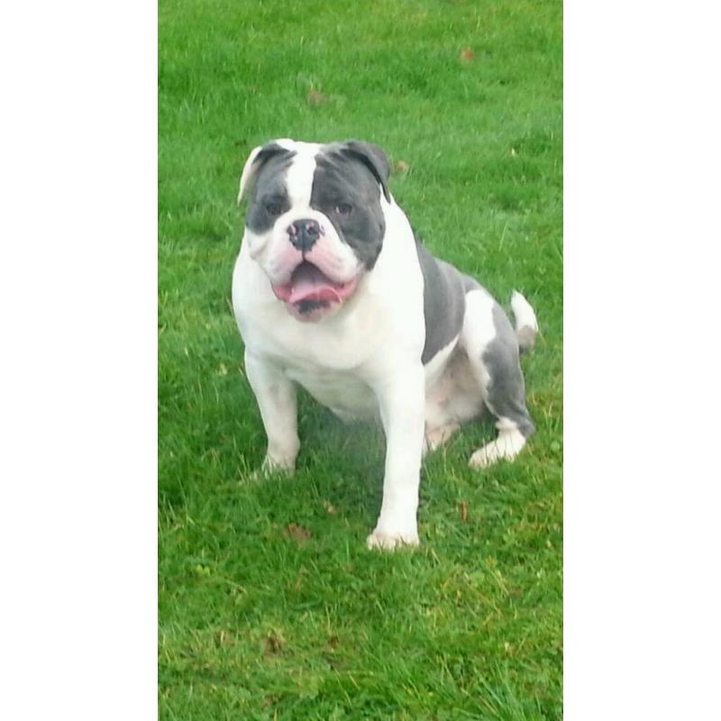 Olde English bulldog