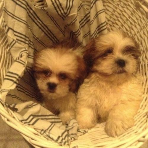 Two shihtzu puppies for sale .only boy left .