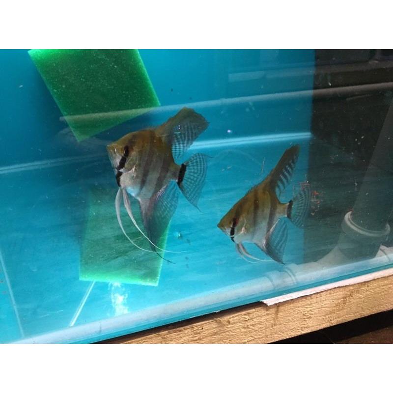 Two Wild Caught Angelfish