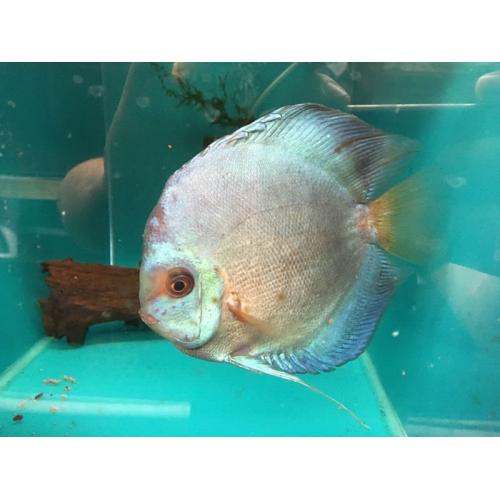 6" Blue Diamond Discus Fish