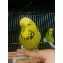 Budgies
