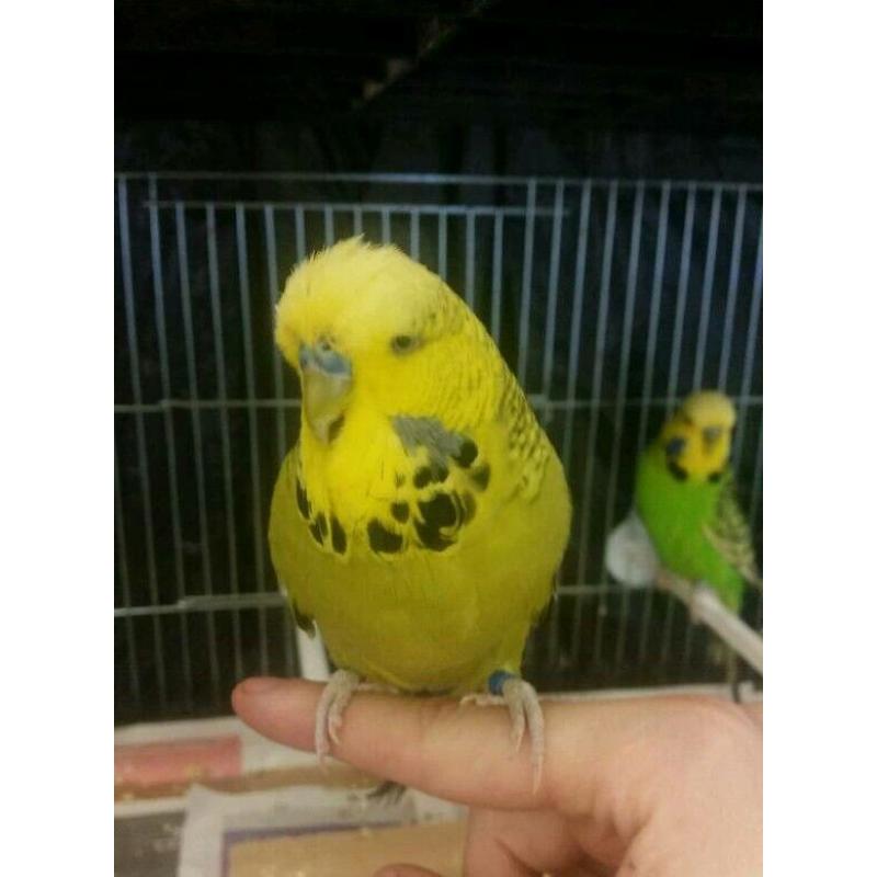 Budgies