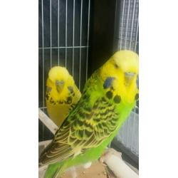 Budgies