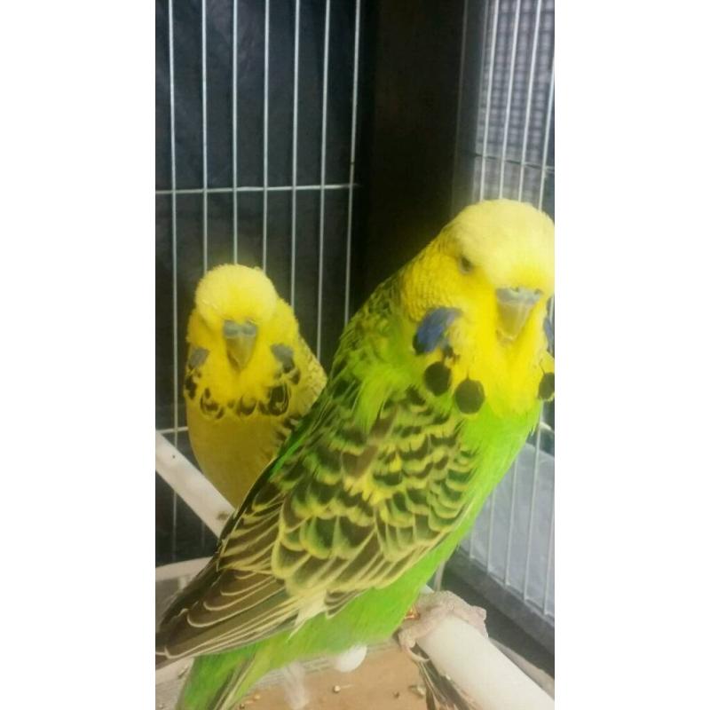 Budgies