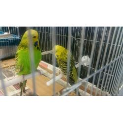 Budgies