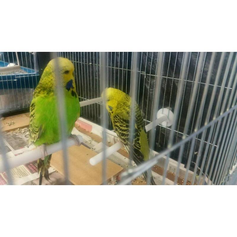 Budgies