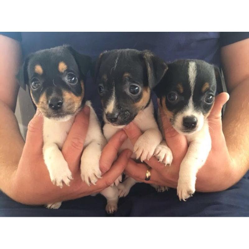 Miniature jack Russell puppies