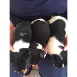 Miniature jack Russell puppies