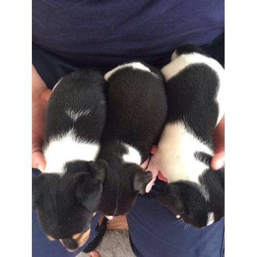 Miniature jack Russell puppies