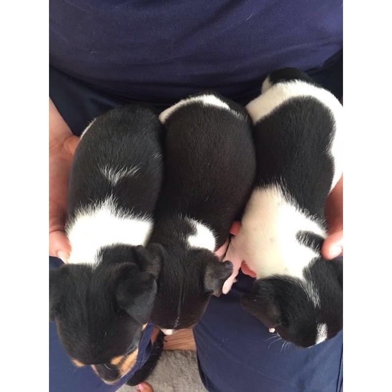 Miniature jack Russell puppies