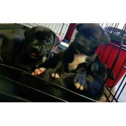 Beautiful chunky Staffy puppies for sale Ready now 3 left
