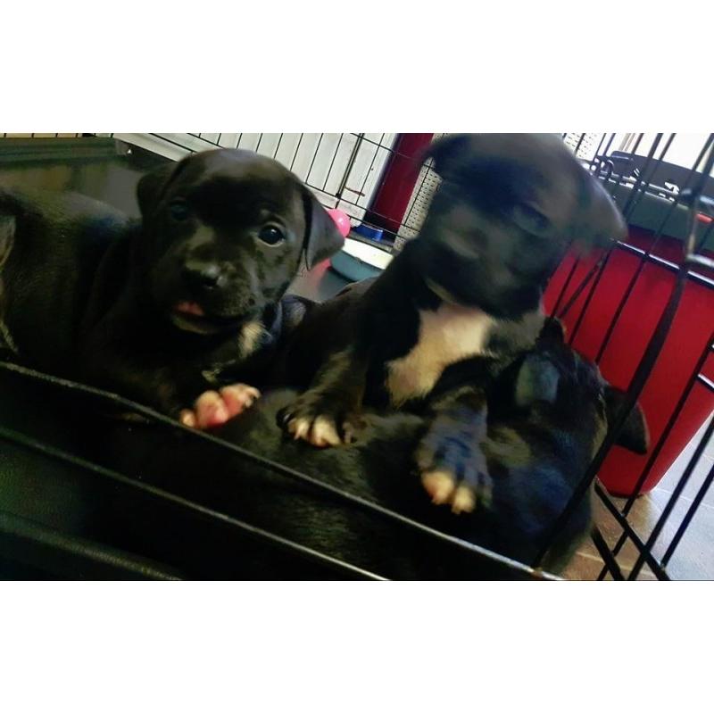 Beautiful chunky Staffy puppies for sale Ready now 3 left