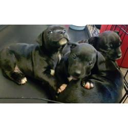 Beautiful chunky Staffy puppies for sale Ready now 3 left
