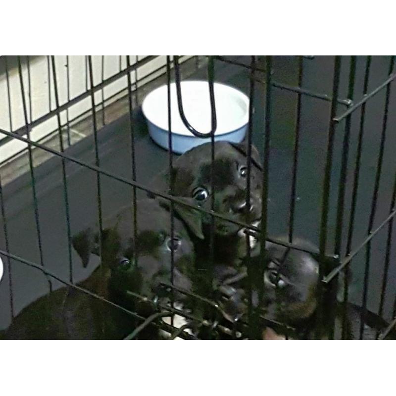 Beautiful chunky Staffy puppies for sale Ready now 3 left