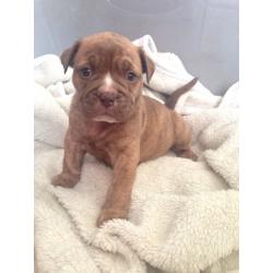 Old English bulldog