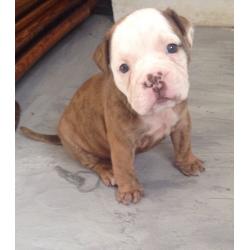 Old English bulldog