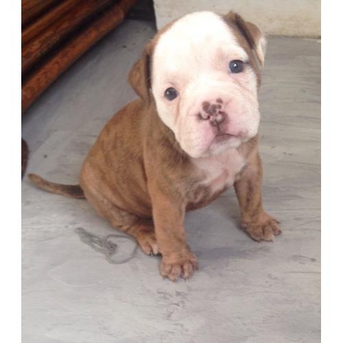 Old English bulldog