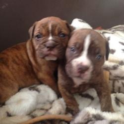 Old English bulldog