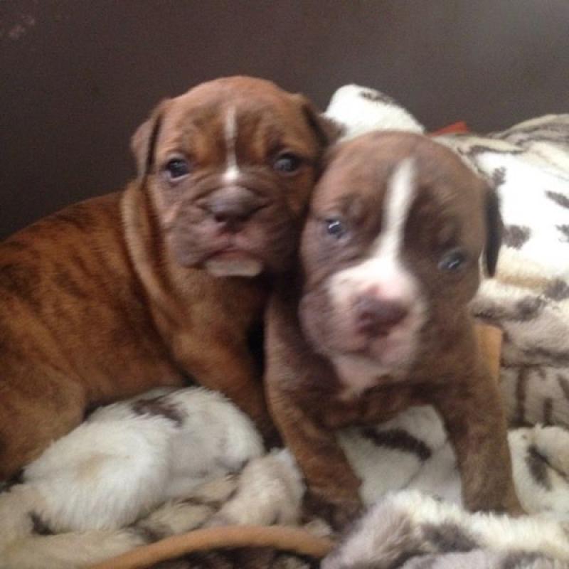 Old English bulldog