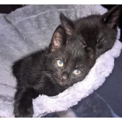 Lovely 8 week old male kitten ready to a new home