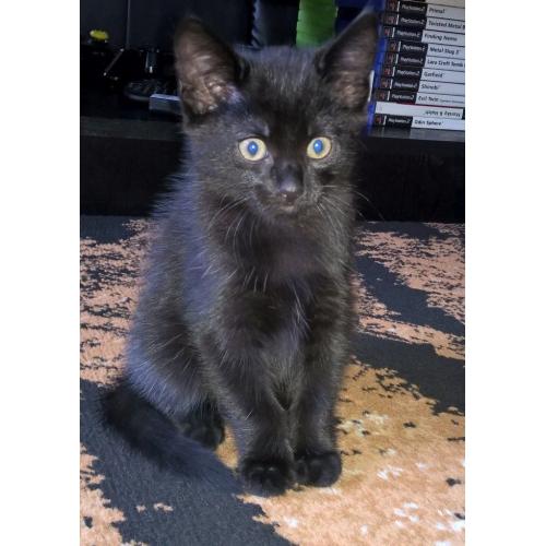 Lovely 8 week old male kitten ready to a new home