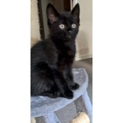 Lovely 8 week old male kitten ready to a new home