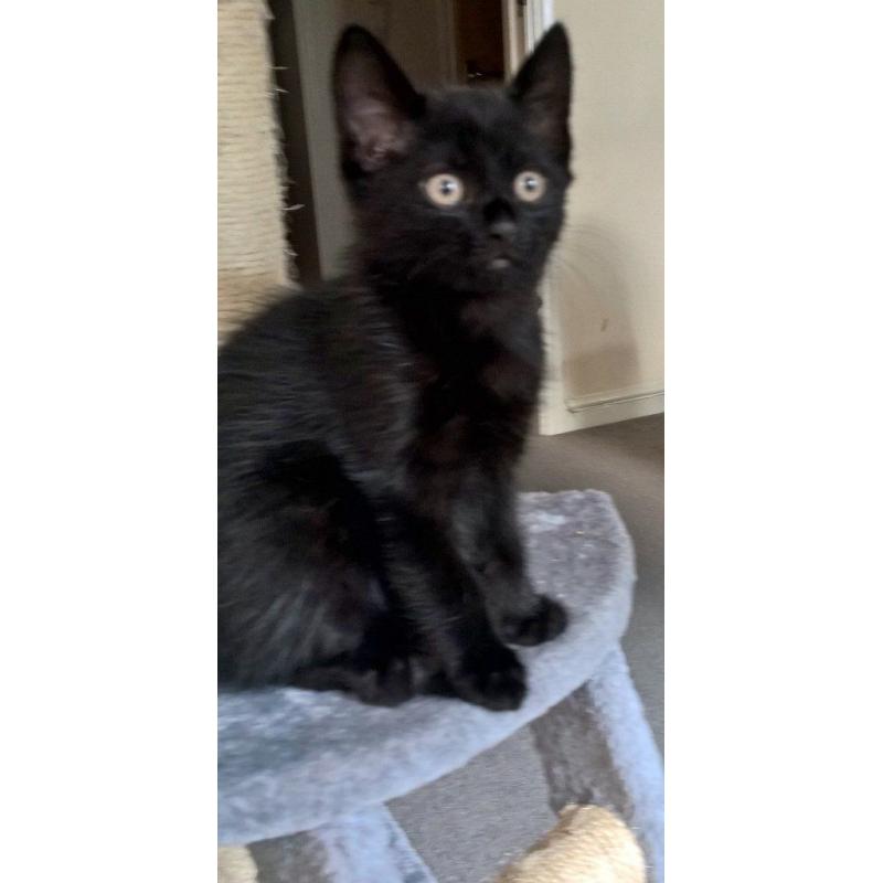 Lovely 8 week old male kitten ready to a new home