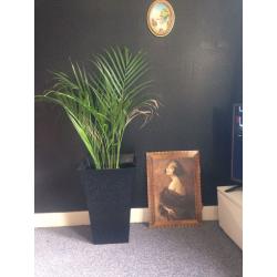 Large plastic plant pot