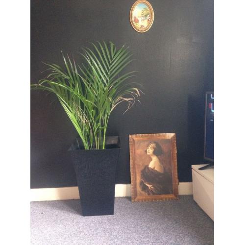 Large plastic plant pot